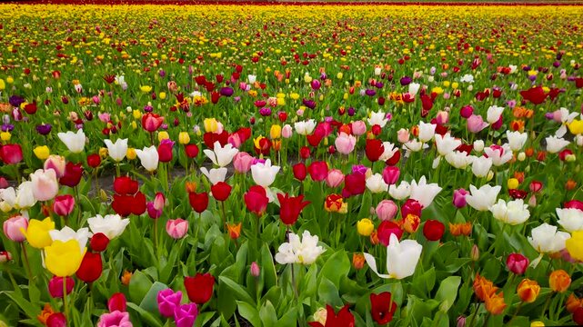 Bright colorful Tulips fields grows in the pattern in the Netherlands.