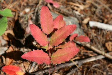 Fall Colors of Oregon Grape Leaves