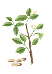 tree growing from coins