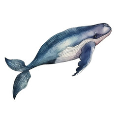 watercolor Whale isolated white background