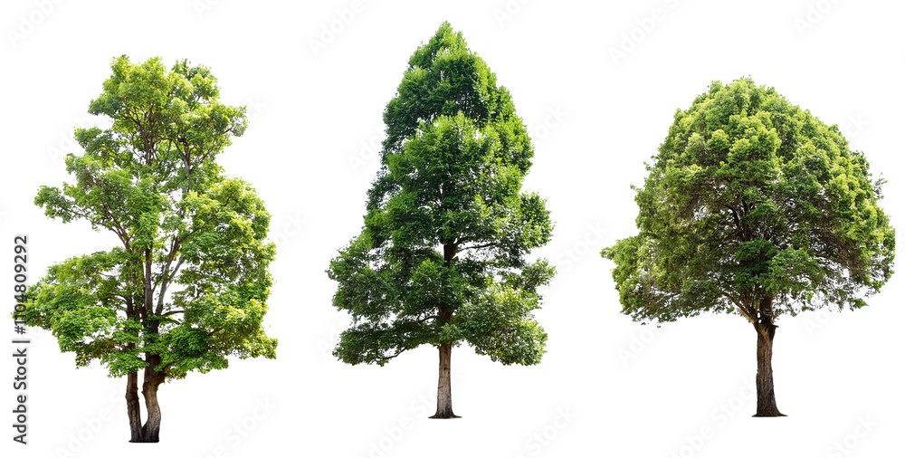 Wall mural set of trees for architectural landscape element isolated on white background
