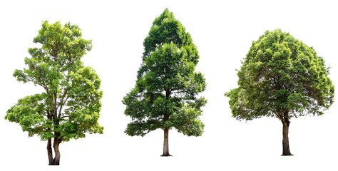 Fototapeta premium set of trees for architectural landscape element isolated on white background