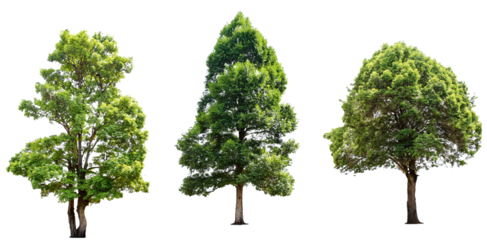 set of trees for architectural landscape element isolated on white background