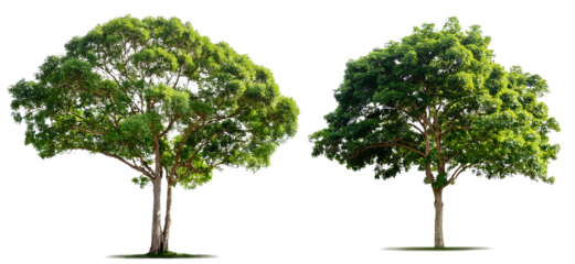 tree collection isolated on white background