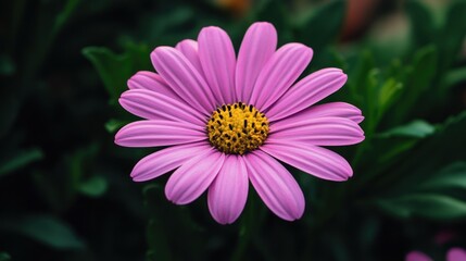 Obraz premium Close-up of a pink daisy flower with green leaves in the background.