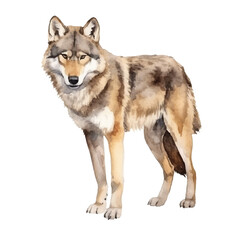 Watercolor Wolf isolated white background