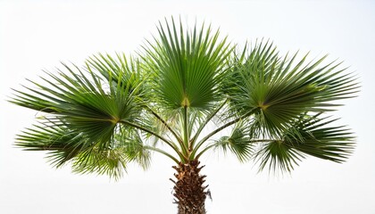 Young palm tree isolated white background