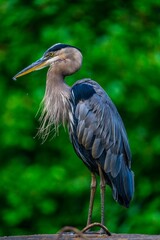 Majestic Heron Against Lush Greenery