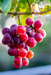 grapes