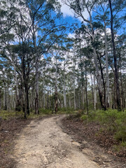 Australian Bush Dirt track, with gum treaa