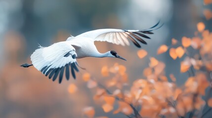 Elegant White Crane in Flight Autumn Background Wildlife Photography