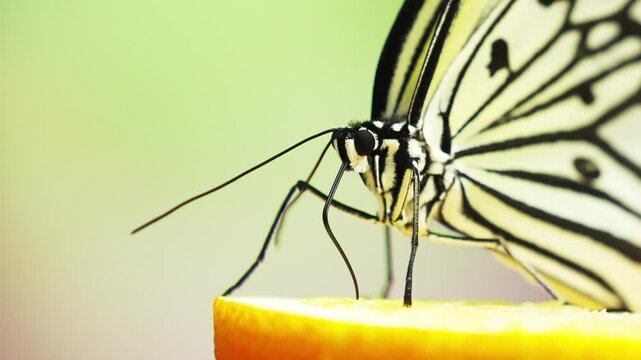 Super close-up：A large butterfly was foraging for food.