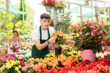 Smiling salesman looking at begonia hiemalis in open-air plants market