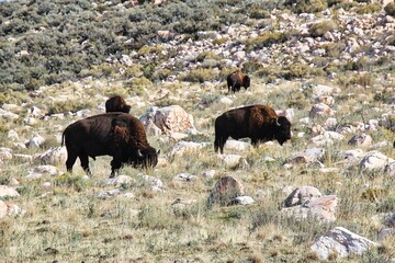 American Bison Grazing on Antelope Island on the Great Salt Lake in Utah.