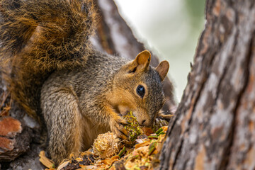 Eastern Fox Squirrel (Sciurus niger) sitting on a tree and eats a pine cone.