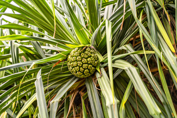 Close-up of Pandanus tectorius (Pandan, Screw Pine)