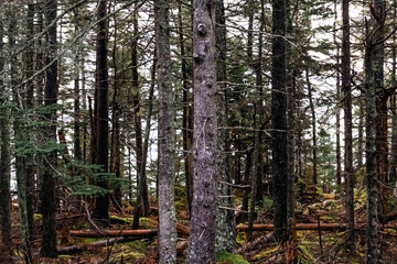 pine tree in the woods of maine deep forest green moss growing in costal maine acadia national park hiking
