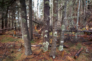 pine tree in the woods of maine deep forest green moss growing in costal maine acadia national park hiking
