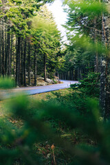 Obraz premium scenic drive through evergreen pine trees in maine forest and woods acadia national park 