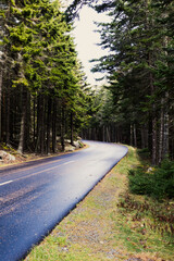 scenic drive through evergreen pine trees in maine forest and woods acadia national park 