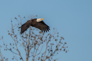 bald eagle in flight