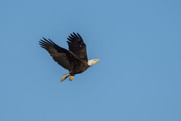 Obraz premium bald eagle in flight