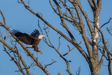bald eagle in flight