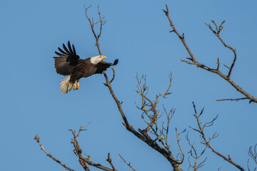 bald eagle in flight