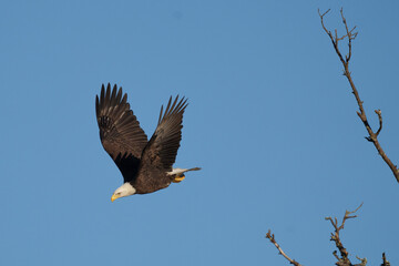 Obraz premium bald eagle in flight