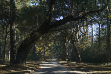 Fototapeta premium path in the forest