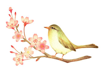 桜の小枝に止まるウグイス　手描き色鉛筆画