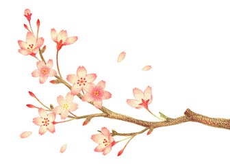 桜の枝　手描き色鉛筆画