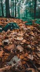 Obraz premium Mushrooms and Fallen Leaves on Forest Floor