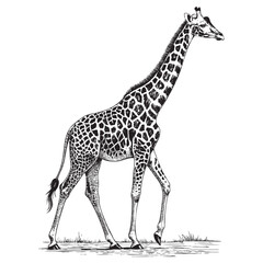 Fototapeta premium giraffe sketch hand dawn drawing vector illustration