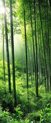Obraz premium Serene bamboo forest bathed in sunlight, lush green foliage, tranquil atmosphere, peaceful nature scene.