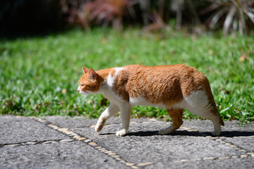 The Cat walks alone outdoors