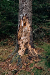 damaged tree trunk in maine with cool texture pine tree base tree bark pattern with green background