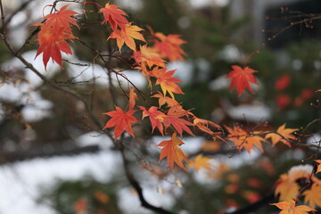 red maple leaves