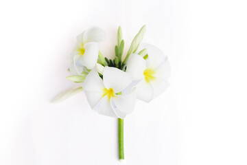 Evergreen frangipani Flowers, Pagoda tree, West India Jasmine Flowers on white background, White flowers isolated.