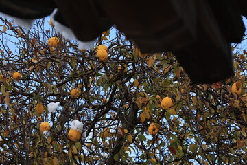 tree in the garden