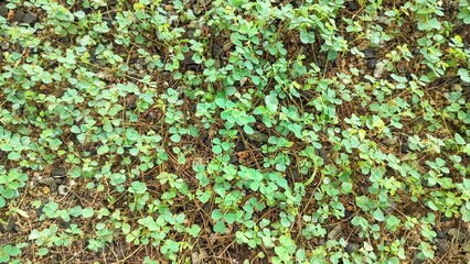 small green plant. green moss background. The seedlings of weeds cover the ground. fresh young grass on the ground by the spring.