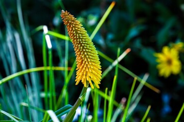 The slender red flower spike resembles a burning torch.