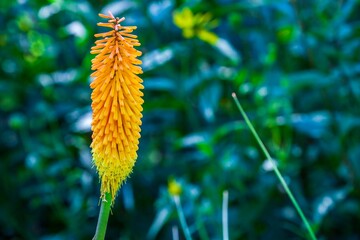 The slender red flower spike resembles a burning torch.
