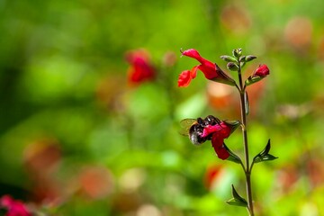  A busy bee collects nectar from a red flower, a vibrant scene.