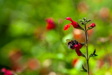  A busy bee collects nectar from a red flower, a vibrant scene.