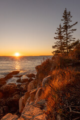 vertical sunset by the atlantic ocean in maine with pine trees and waves crashing on rocks with vegetation 