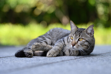 The Tabby on the ground