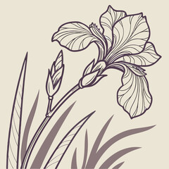 Vintage Botanical Artwork of an Iris Blossom