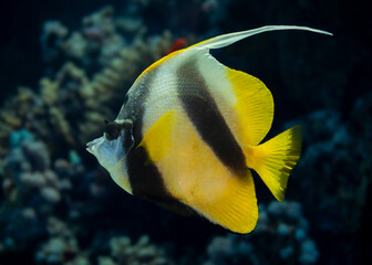 Red Sea bannerfish