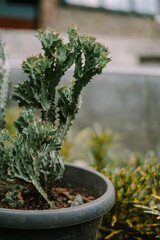 Cactus plant in a decorative pot, showcasing its unique shape and texture.